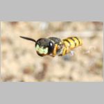 Philanthus triangulum - Bienenwolf w35 im Nestanflug.jpg